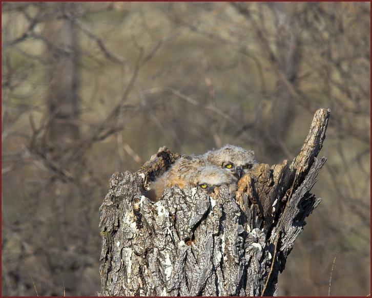 great horned owl nest