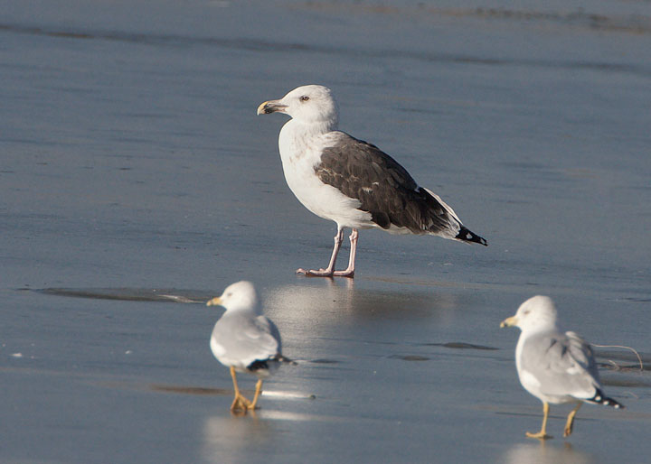 great black-backed gull