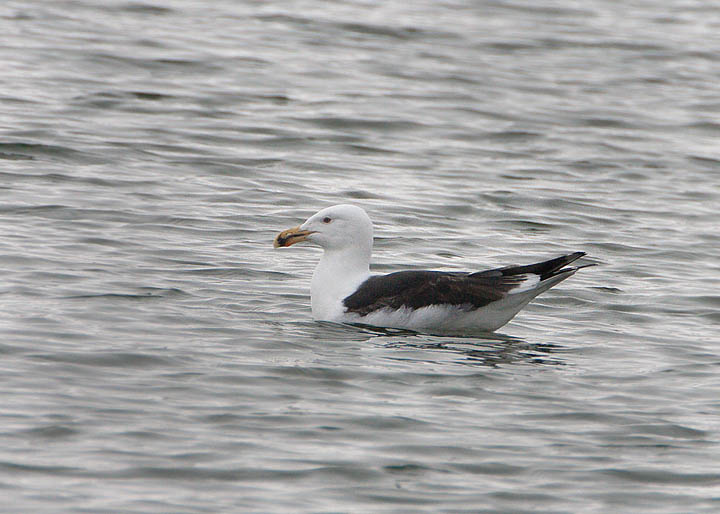 Great Black-backed Gull