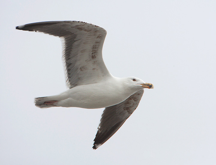 Great Black-backed Gull