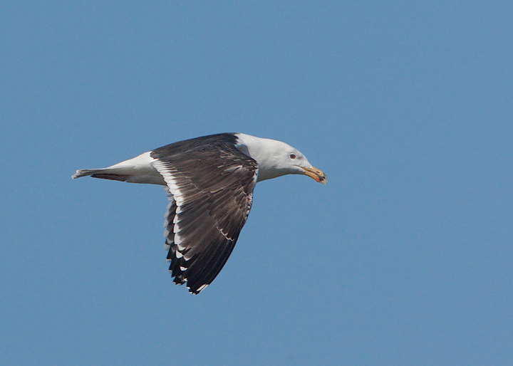 Great Black-backed Gull