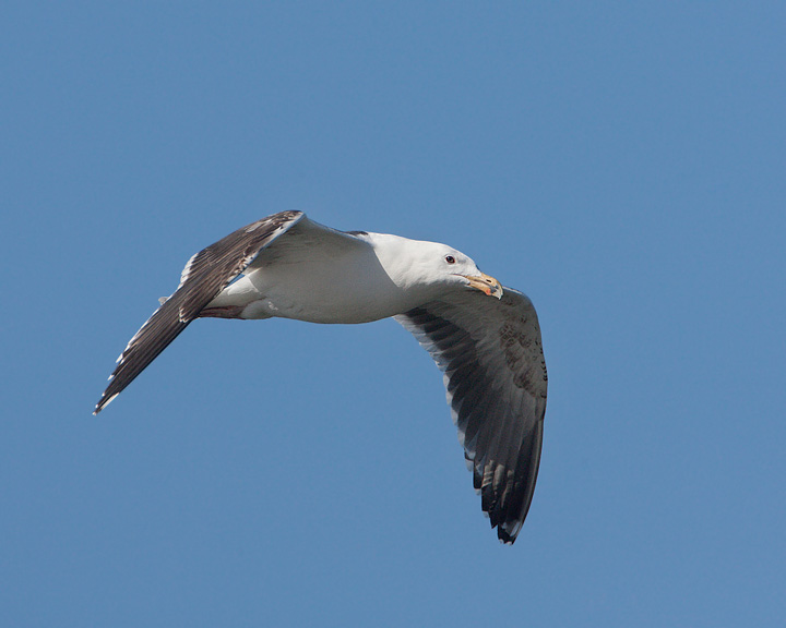 Great Black-backed Gull