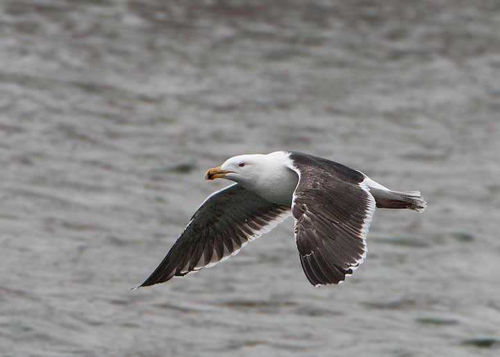 Great Black-backed Gull