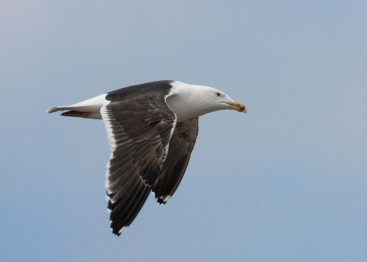 Great Black-backed Gull