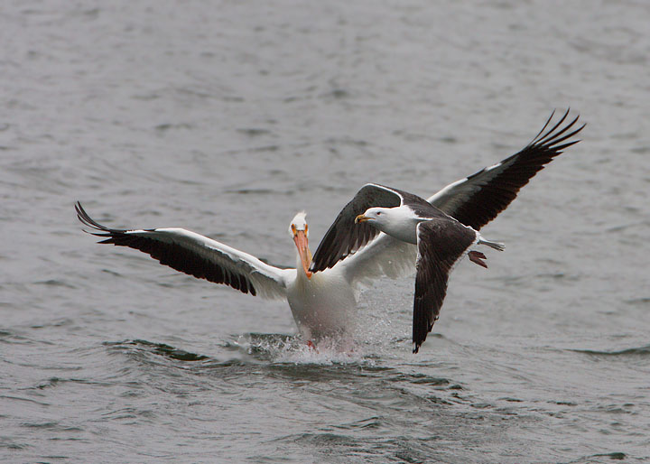 Great Black-backed Gull