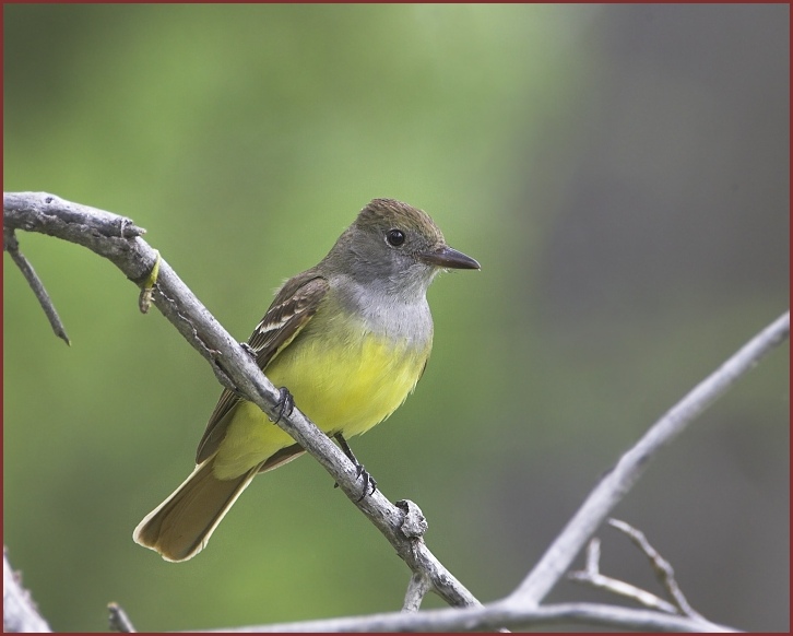 great crested flycatcher