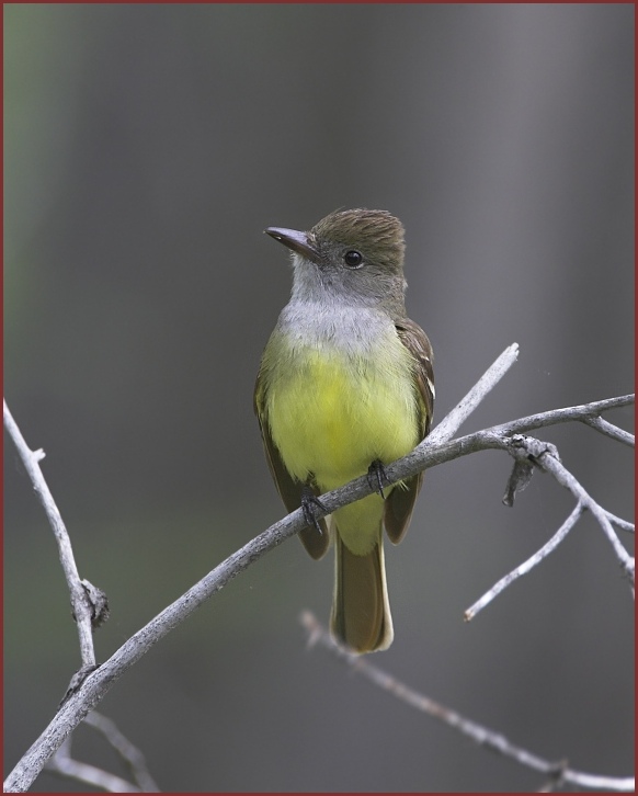 great crested flycatcher