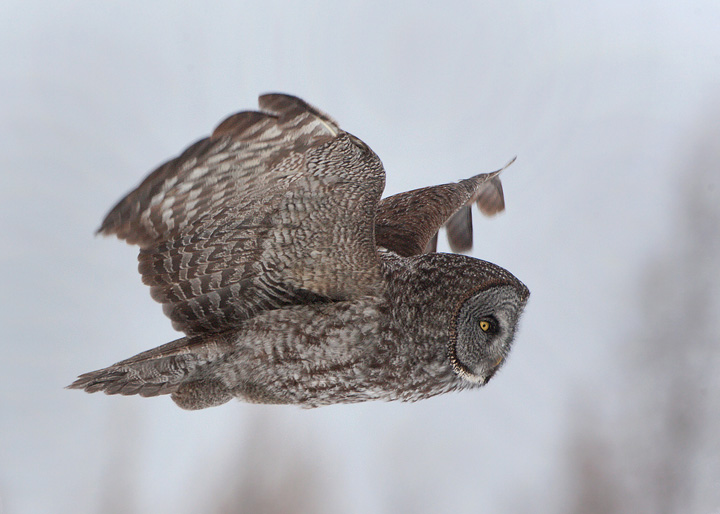 great gray owl