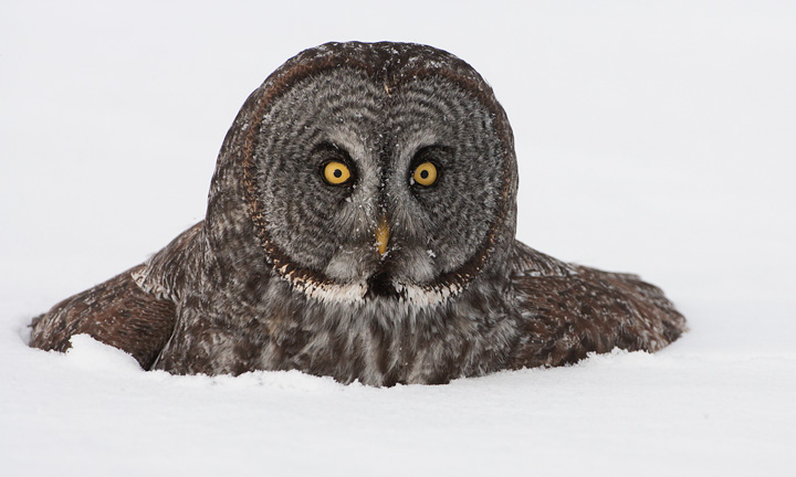 great gray owl