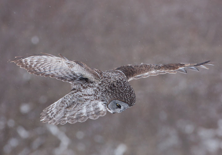 great gray owl