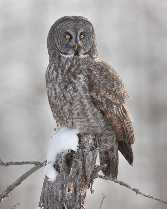 great gray owl