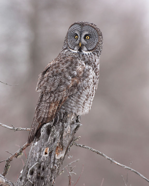 great gray owl