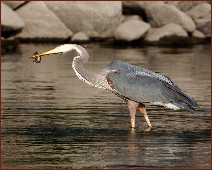 great blue heron