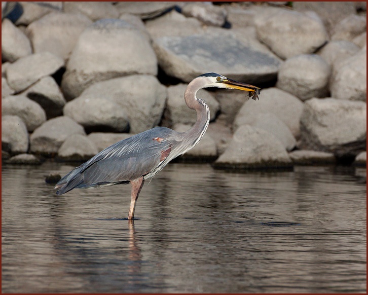 great blue heron