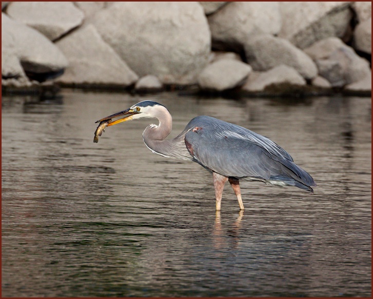 great blue heron