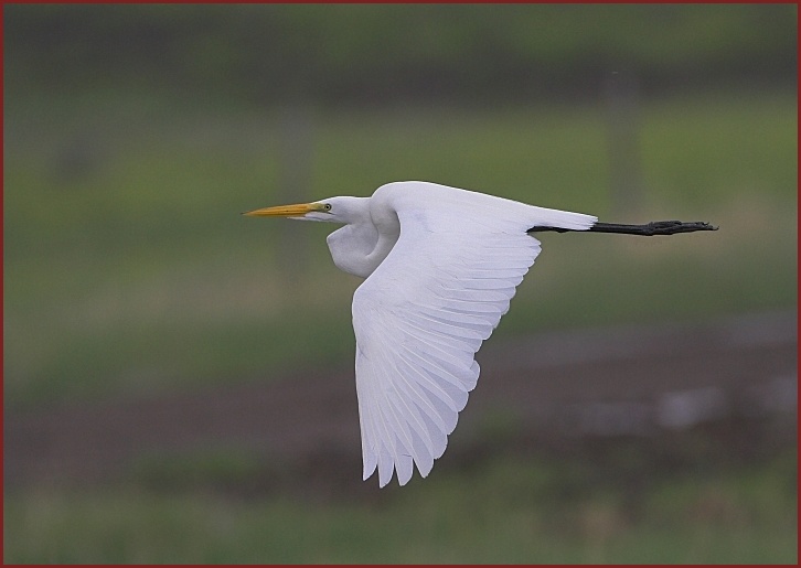 great egret