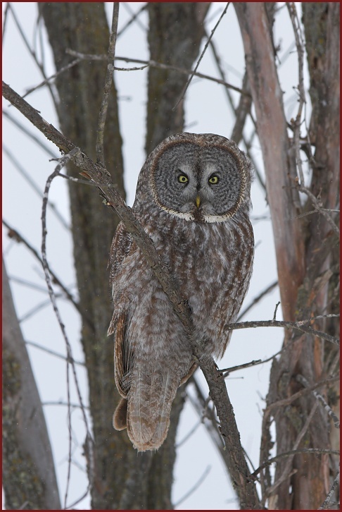 great gray owl