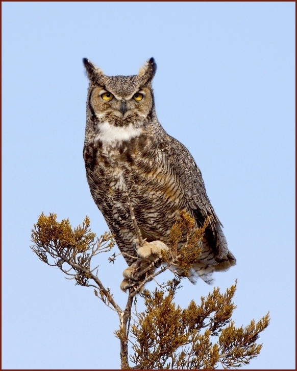 Great Horned Owl