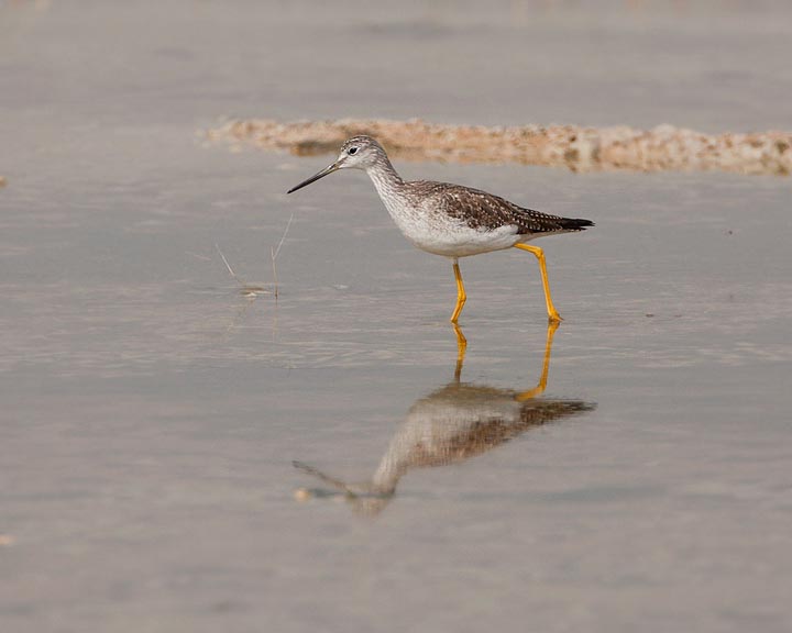 Greater Yellowlegs