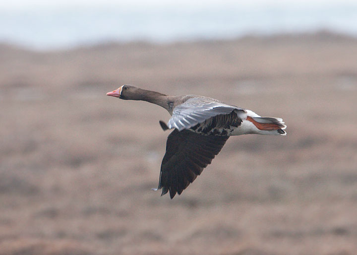 greater white-fronted goose