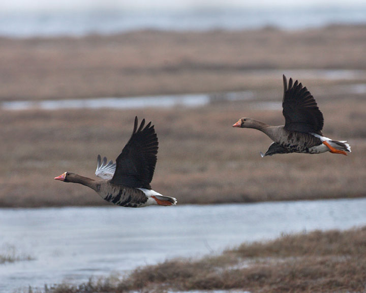 greater white-fronted goose