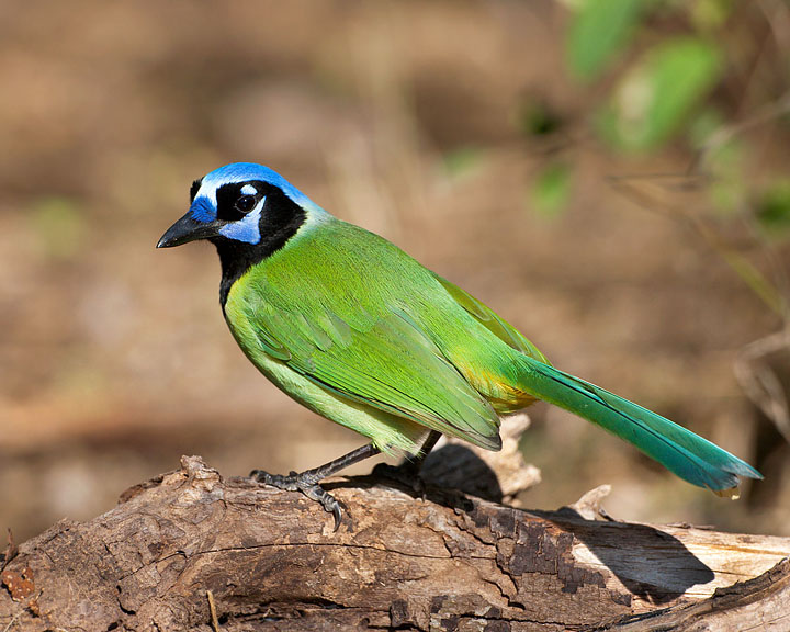 Green Jay