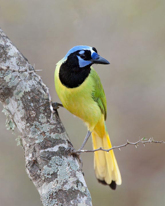 Green Jay