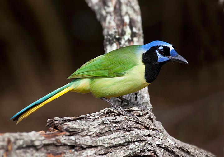 Green Jay