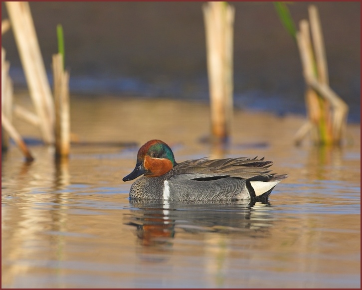 green-winged teal