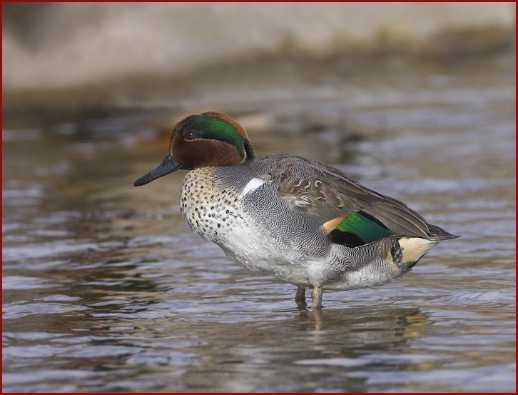 green-winged teal