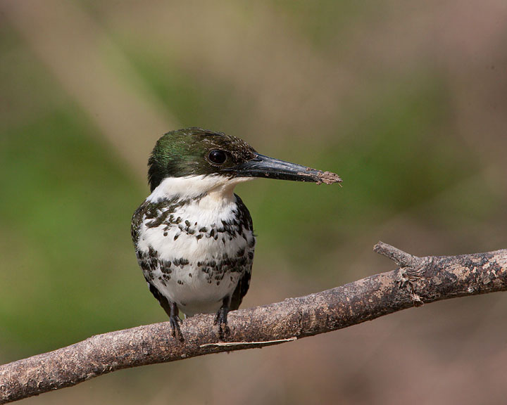 Green Kingfisher