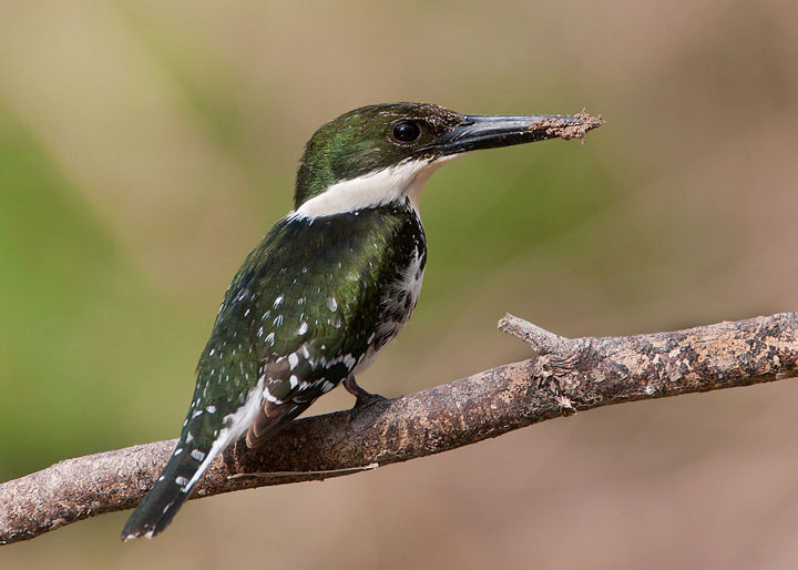 Green Kingfisher