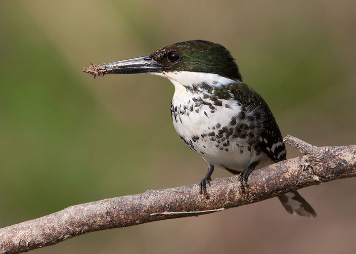 Green Kingfisher