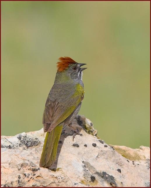 green-tailed towhee