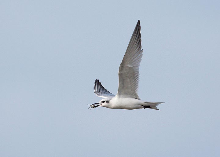 Gull-billed Tern