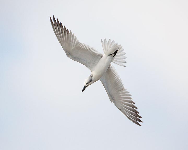 Gull-billed Tern