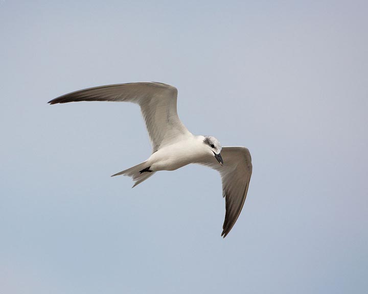 Gull-billed Tern