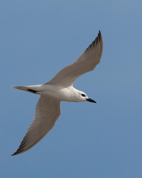 Gull-billed Tern