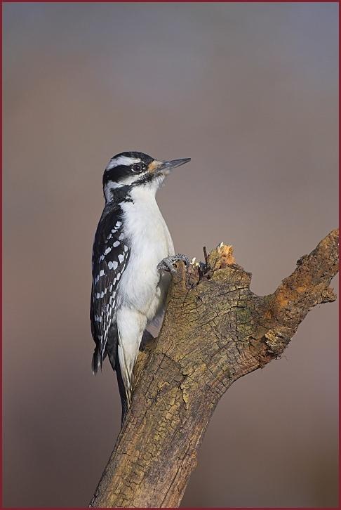 hairy woodpecker