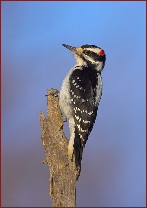 hairy woodpecker