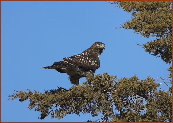 red-tailed hawk