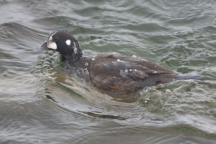 Harlequin Duck