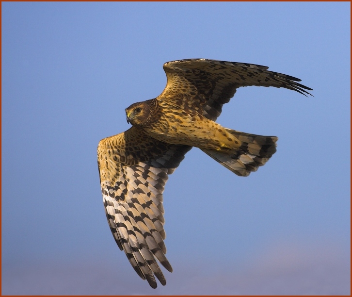 northern harrier