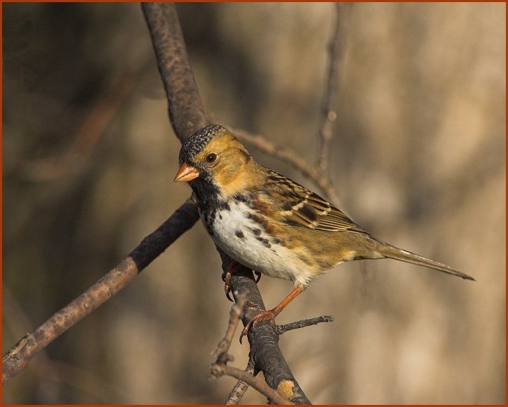 Harris's Sparrow