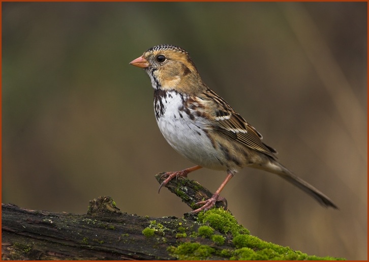 Harris's Sparrow