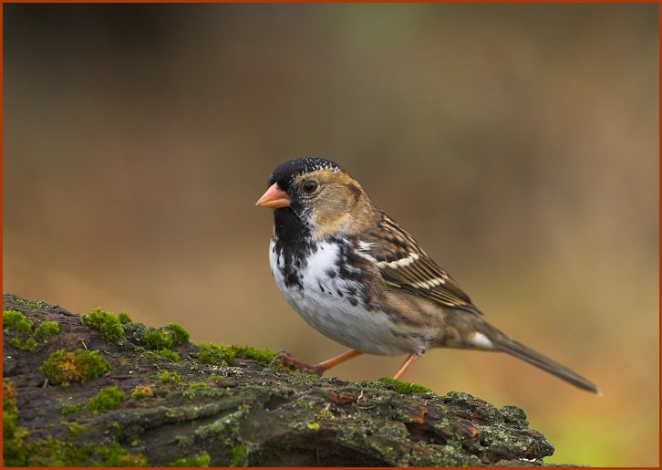 Harris's Sparrow