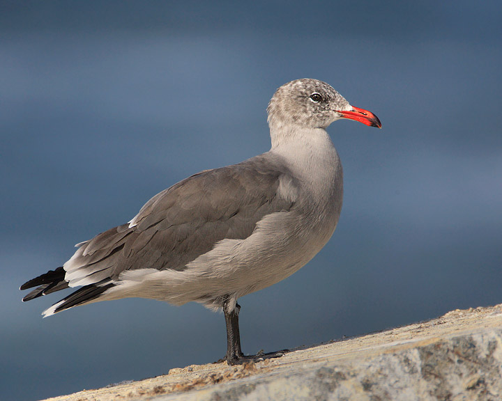 Heermann's Gull