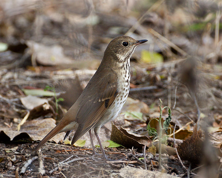 hermit thrush