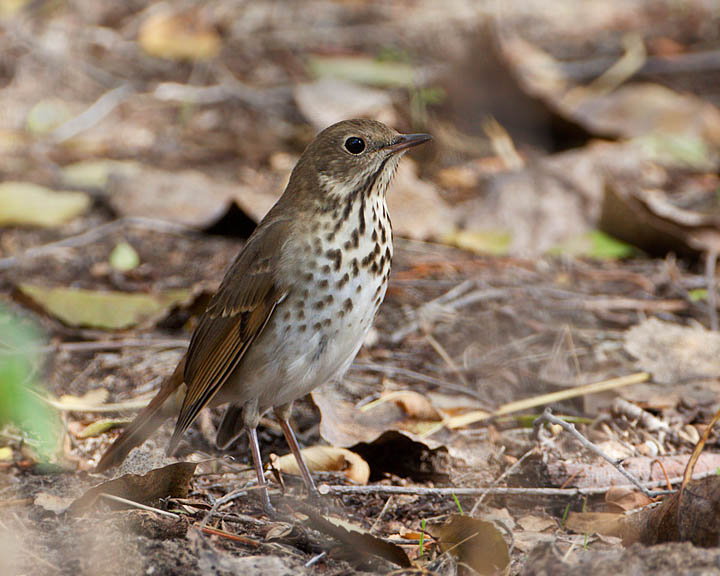 Hermit Thrush