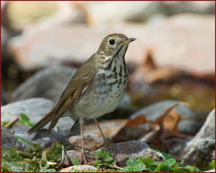 Hermit Thrush